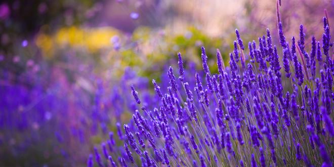 Medicinal Uses for Lavender