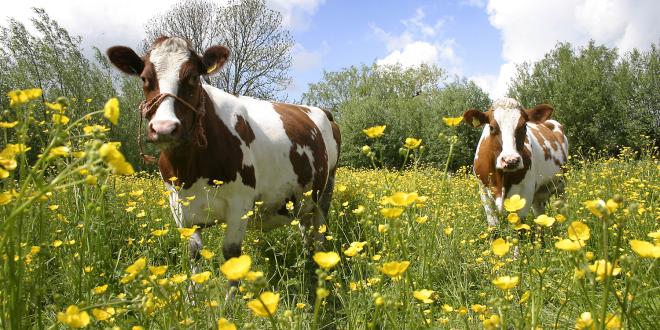 Vegan-Friendly Nutritional Support